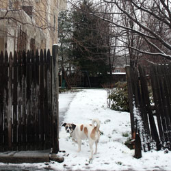 Plow knocked down fence