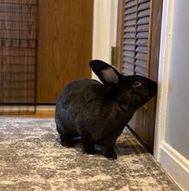 Gronky the office rabbit protect your pets